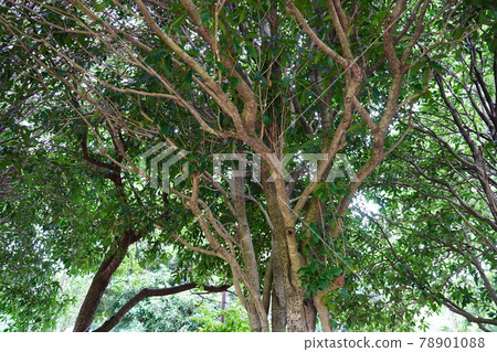 金木犀 金木犀 78901088