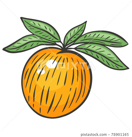 Single peach on a branch with leaves, vector. 78901165