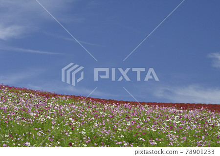 Colorful cosmos blooming all over the hill with the blue sky in the background Colorful cosmos blooming all over the hill with the blue sky in the background 78901233