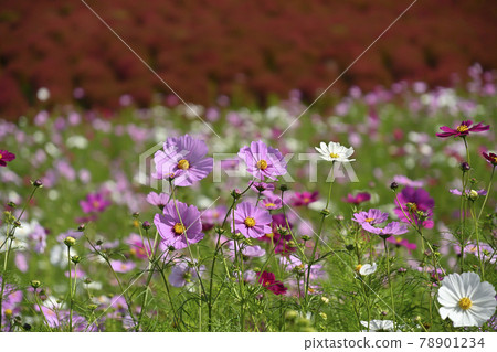 Pink cosmos that blooms with soft and blurred colorful cosmos and kochia in the background Pink cosmos that blooms with soft and blurred colorful cosmos and kochia in the background 78901234