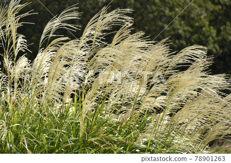 Japanese pampas grass swaying in the wind under bright sunlight Japanese pampas grass swaying in the wind under bright sunlight 78901263