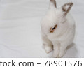 Rabbit  78901576