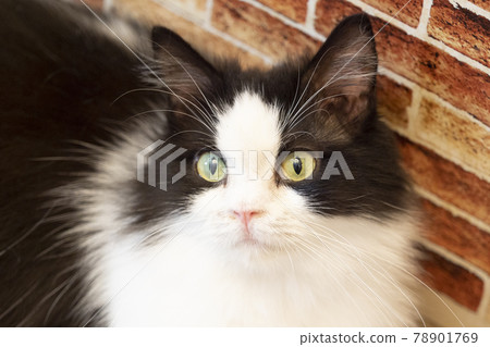 Surprised Minuet Meg (photographing cooperation, cat's hand) 78901769