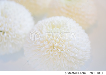 White ping pong chrysanthemum floating on the water ping pong mum White ping pong chrysanthemum floating on the water ping pong mum 78901811