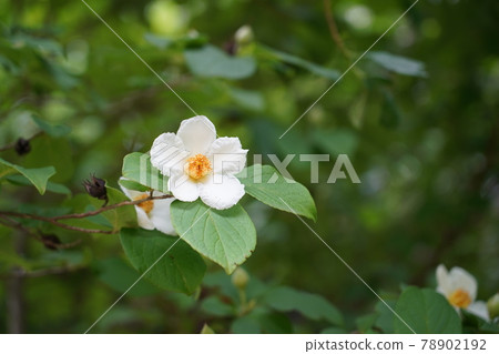 Summer Camellia Summer Camellia 78902192