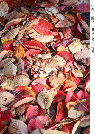 Cherry blossoms fallen leaves Cherry blossoms fallen leaves 78902364