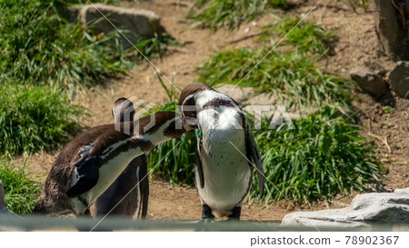 飯田動物園動物 飯田動物園動物 78902367