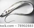 Whole body of hairtail that glows silver 78902883