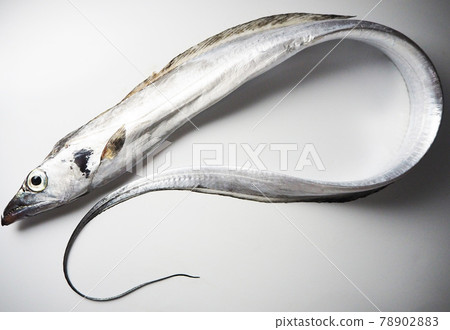 Whole body of hairtail that glows silver Whole body of hairtail that glows silver 78902883