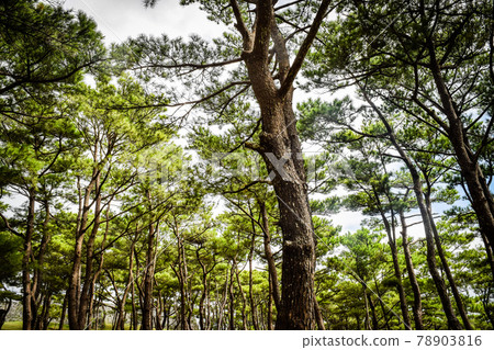 Tour Okinawa 78903816