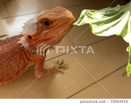 像恐龍一樣的素食大鬍子龍 像恐龍一樣的素食大鬍子龍 78904450