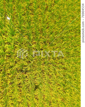 Aerial photograph taken in golden color with rice ~ Drone (Fukushima prefecture Onuma gun Aizu Misato cho Oishi character family down) 78904534