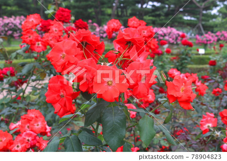 rose rose 78904823