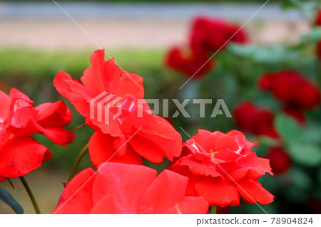 rose 78904824