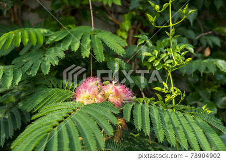 Silk tree Silk tree 78904902