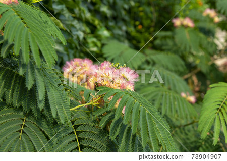 Silk tree Silk tree 78904907
