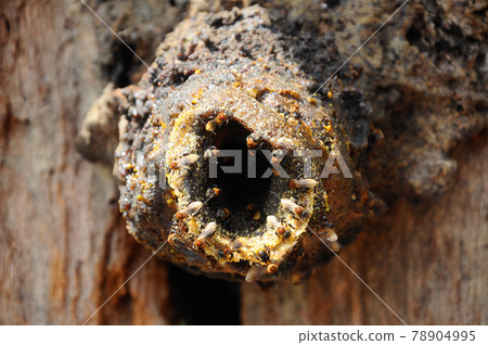 SERDANG, MALAYSIA -DECEMBER 7, 2016: Nest entrance for sting less bee or local tongue call kelulut  78904995