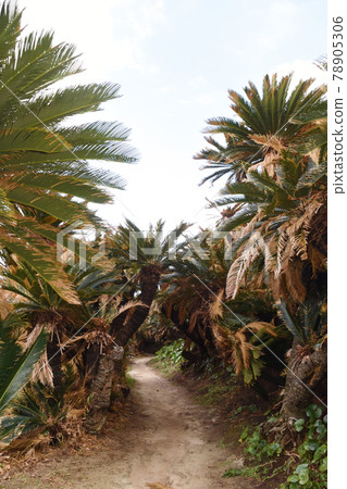 Kanamizaki Cycad Tunnel in Tokunoshima 78905306