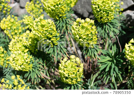 Blooming spurge. Flowering spurge plant. Green flowers on subshrub. Euphorbia characias 78905350