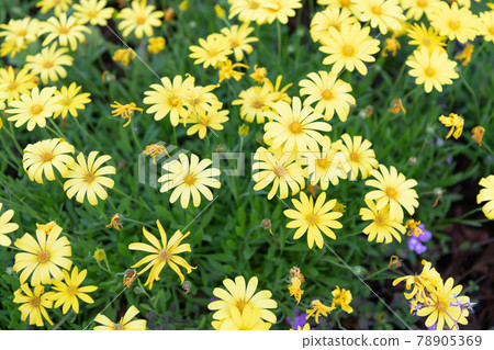 Yellow symphony. Blooming yellow daisies. Euryops daisies bush. Osteospermum in bloom 78905369