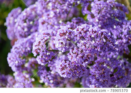 Lilac-colored flowers flowering plant in blossom floral background, blossoming Lilac-colored flowers flowering plant in blossom floral background, blossoming 78905370