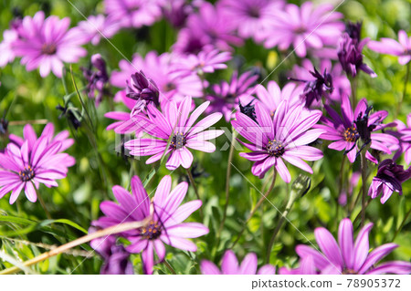 Flowers have souls. Purple flowers. Purple osteospermum barberiae. African daisies in bloom Flowers have souls. Purple flowers. Purple osteospermum barberiae. African daisies in bloom 78905372