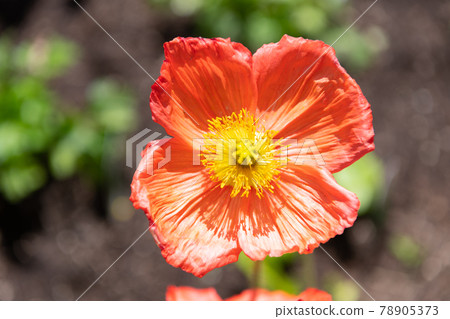Flowering plant with orange petals in bloom wildflower blooming natural background, flower Flowering plant with orange petals in bloom wildflower blooming natural background, flower 78905373