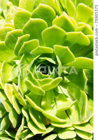 Succulent plant. Common houseleek. Sempervivum tectorum boutignyanum. Succulent leaves in rosettes Succulent plant. Common houseleek. Sempervivum tectorum boutignyanum. Succulent leaves in rosettes 78905375