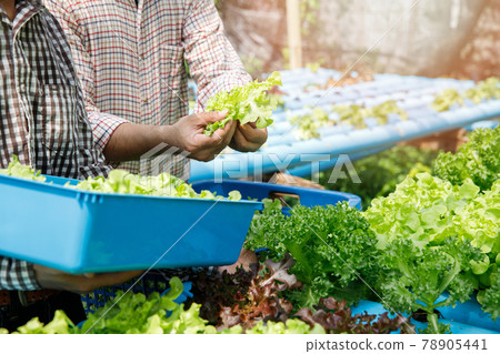 Farmers harvest organic hydroponic green oak lettuce in plant nursery farm. Farmers harvest organic hydroponic green oak lettuce in plant nursery farm. 78905441