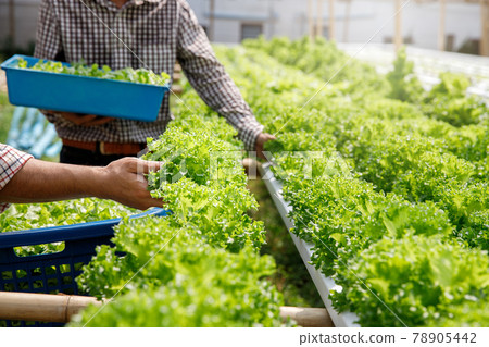 Farmers harvest organic hydroponic green oak lettuce in plant nursery farm. 78905442