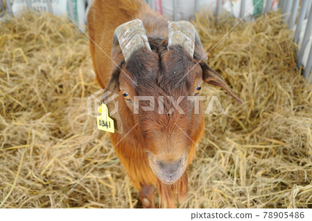 SERDANG, MALAYSIA -DECEMBER 17, 2017: Goats in the barn. This goat from a good breeder and bred for sale. 78905486