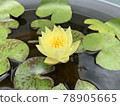 黃色睡蓮花 78905665