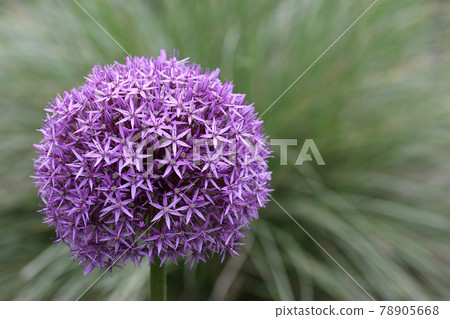 Purple dutch garlic flower Purple dutch garlic flower 78905668