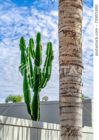 Cactus and palm tree against blue sky and clouds in Huntington Beach California Cactus and palm tree against blue sky and clouds in Huntington Beach California 78905980