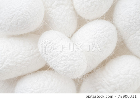 background with silk cocoons, commercially bred caterpillar of silkworm moth 78906311