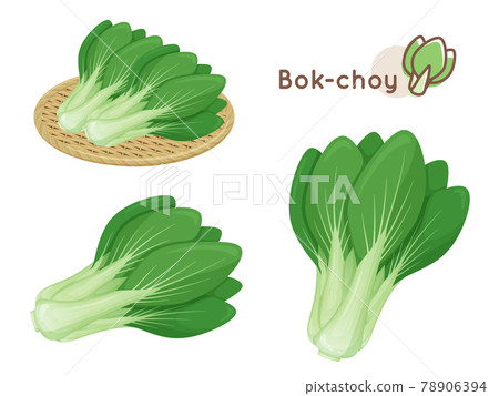 白菜插圖素材集 78906394
