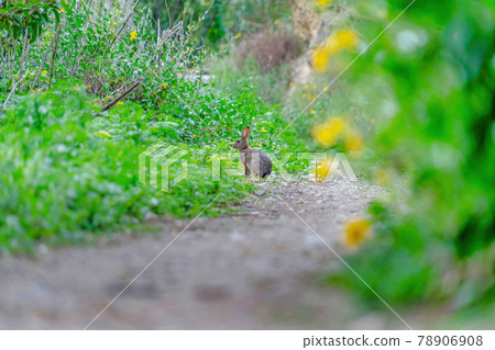 Small gray animal on a dirt hiking trail in the forest of San Diego California 78906908