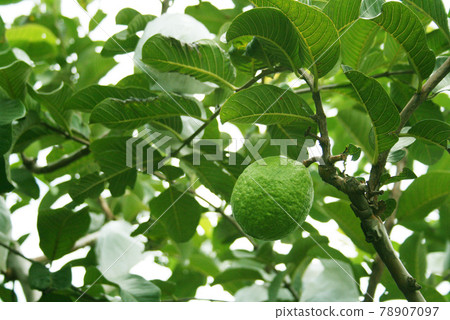 Guava Brazil cultivated in the state of Sao Paulo 78907097