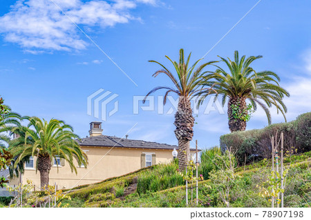 Palm trees on grassy slope in Huntington Beach California against clouds and sky Palm trees on grassy slope in Huntington Beach California against clouds and sky 78907198