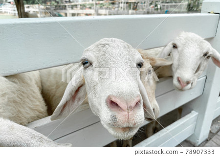 White sheep crowd in the classic farm, Thailand. White sheep crowd in the classic farm, Thailand. 78907333
