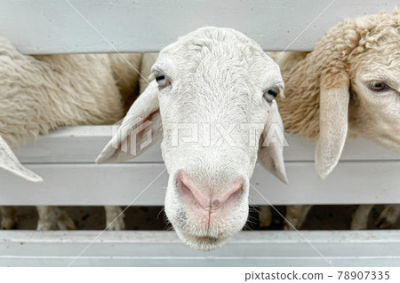 White sheep crowd in the classic farm, Thailand. 78907335