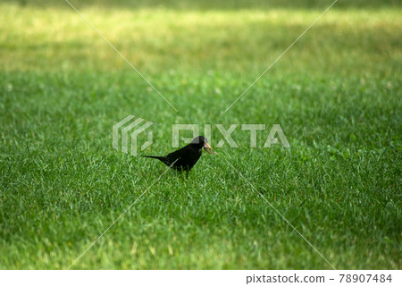 Portrait of one blackbird with an earthworm in its beak standing in the grass Portrait of one blackbird with an earthworm in its beak standing in the grass 78907484