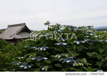 繡球花和寺廟 繡球花和寺廟 78907985