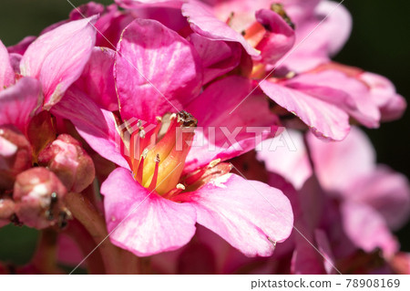 Bergenia, Bergenia hybride 78908169