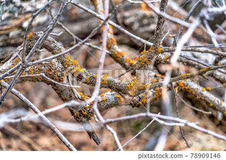Close up of brown dry spindly leafless branches of trees in Provo Canyon Utah 78909146