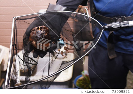 Wasp extermination / nest removal work 78909831