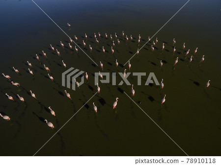 Flamingos flock,La Pampa, Patagonia Argentina Flamingos flock,La Pampa, Patagonia Argentina 78910118