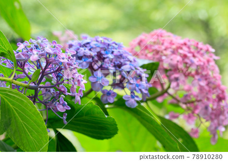 Hydrangea Kanayama Hydrangea Garden Itoda Town, Fukuoka Prefecture 78910280