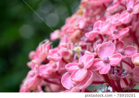 Hydrangea (popcorn) Kanayama Hydrangea Garden Itoda Town, Fukuoka Prefecture 78910281