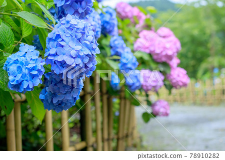 Hydrangea after the rain, Nomiyama Kannonji, Sasaguri Town, Fukuoka Prefecture 78910282
